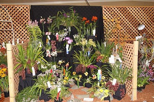 Newport Harbor Orchid Society AOS Show Trophy